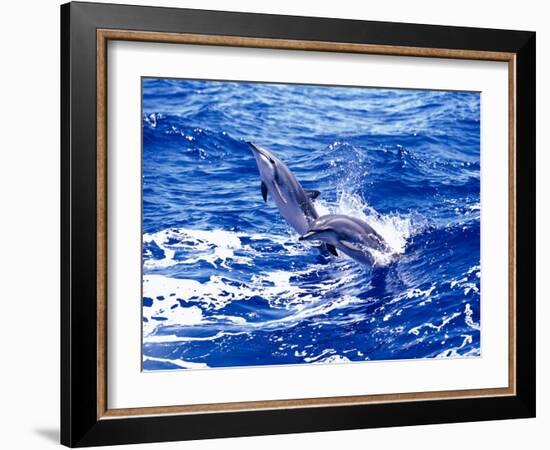 Leaping Clymene Dolphins, Gulf of Mexico, Atlantic Ocean-Todd Pusser-Framed Photographic Print