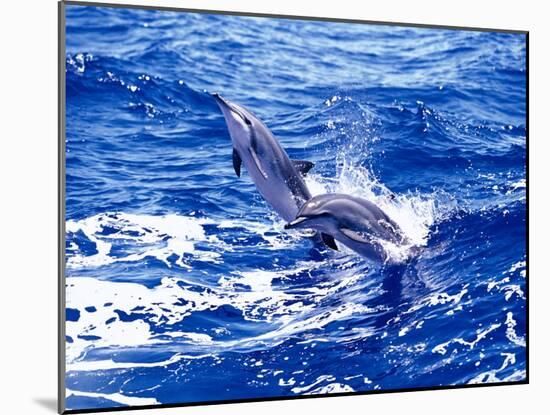 Leaping Clymene Dolphins, Gulf of Mexico, Atlantic Ocean-Todd Pusser-Mounted Photographic Print