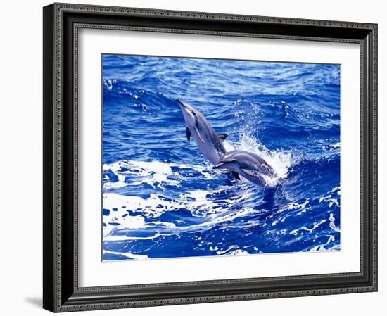 Leaping Clymene Dolphins, Gulf of Mexico, Atlantic Ocean-Todd Pusser-Framed Photographic Print