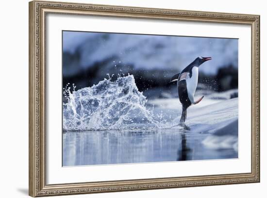 Leaping Gentoo Penguin, Antarctica-null-Framed Photographic Print