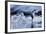 Leaping Gentoo Penguin, Antarctica-null-Framed Photographic Print