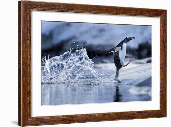Leaping Gentoo Penguin, Antarctica-null-Framed Photographic Print