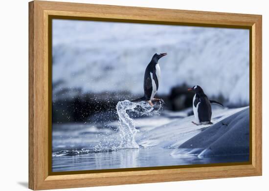 Leaping Gentoo Penguins on Wiencke Island, Antarctica-Paul Souders-Framed Premier Image Canvas