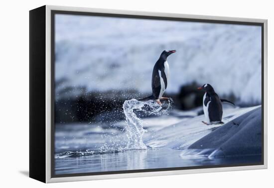 Leaping Gentoo Penguins on Wiencke Island, Antarctica-Paul Souders-Framed Premier Image Canvas