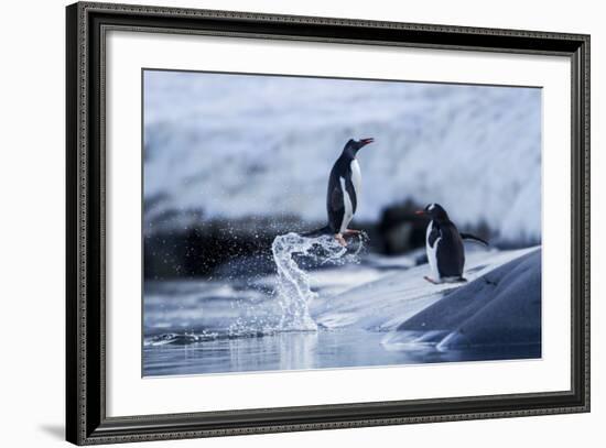 Leaping Gentoo Penguins on Wiencke Island, Antarctica-Paul Souders-Framed Photographic Print