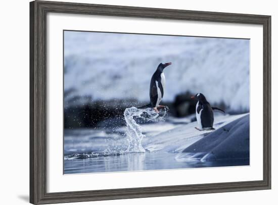 Leaping Gentoo Penguins on Wiencke Island, Antarctica-Paul Souders-Framed Photographic Print