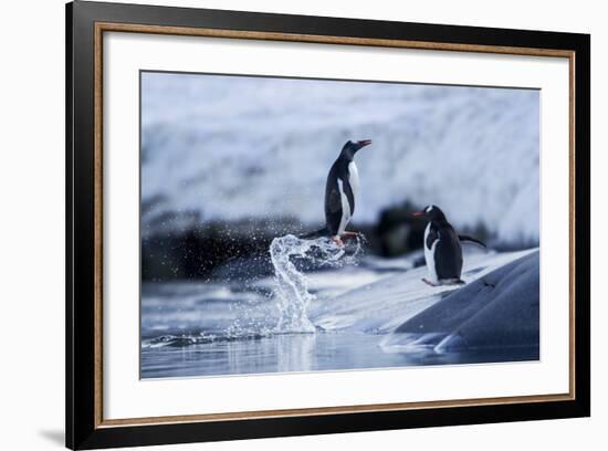 Leaping Gentoo Penguins on Wiencke Island, Antarctica-Paul Souders-Framed Photographic Print