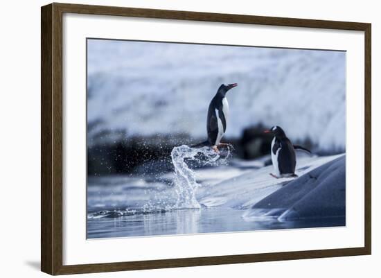 Leaping Gentoo Penguins on Wiencke Island, Antarctica-Paul Souders-Framed Photographic Print