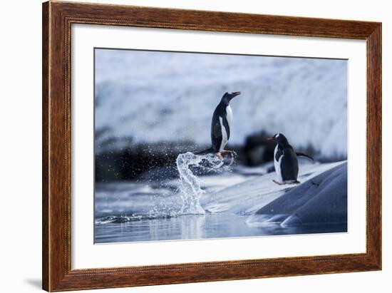 Leaping Gentoo Penguins on Wiencke Island, Antarctica-Paul Souders-Framed Photographic Print