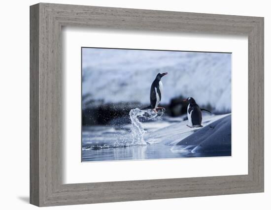 Leaping Gentoo Penguins on Wiencke Island, Antarctica-Paul Souders-Framed Photographic Print