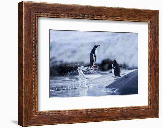 Leaping Gentoo Penguins on Wiencke Island, Antarctica-Paul Souders-Framed Photographic Print