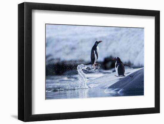 Leaping Gentoo Penguins on Wiencke Island, Antarctica-Paul Souders-Framed Photographic Print