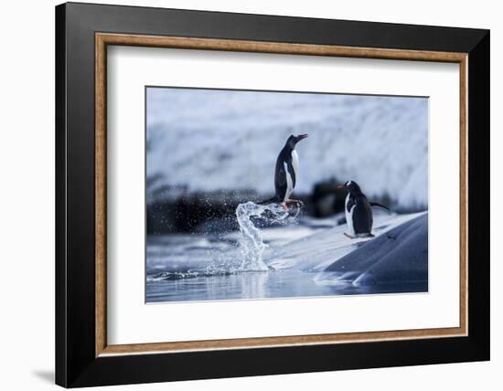 Leaping Gentoo Penguins on Wiencke Island, Antarctica-Paul Souders-Framed Photographic Print