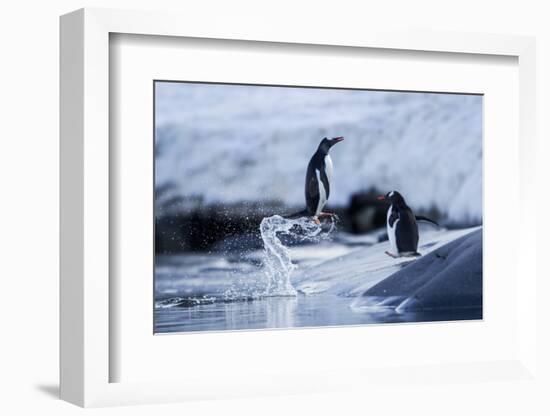 Leaping Gentoo Penguins on Wiencke Island, Antarctica-Paul Souders-Framed Photographic Print