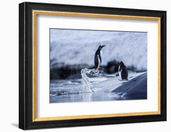 Leaping Gentoo Penguins on Wiencke Island, Antarctica-Paul Souders-Framed Photographic Print