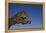 Leaping Jaguar-DLILLC-Framed Premier Image Canvas