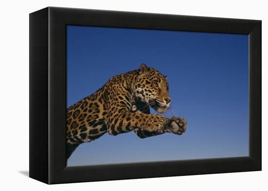 Leaping Jaguar-DLILLC-Framed Premier Image Canvas