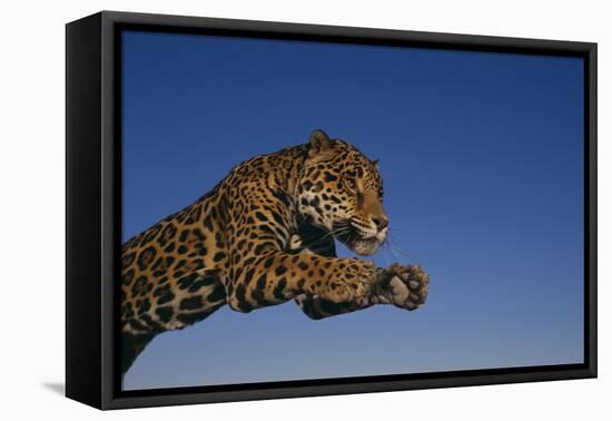 Leaping Jaguar-DLILLC-Framed Premier Image Canvas