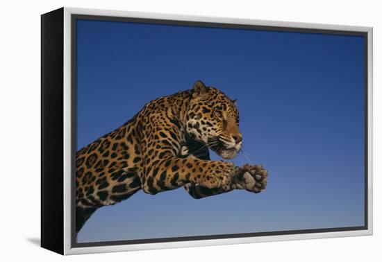 Leaping Jaguar-DLILLC-Framed Premier Image Canvas