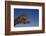 Leaping Jaguar-DLILLC-Framed Photographic Print