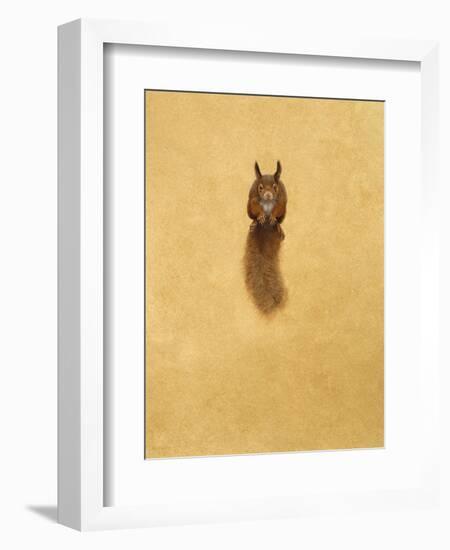 Leaping Red Squirrel-Tim Hayward-Framed Giclee Print