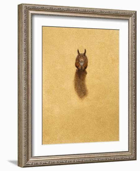 Leaping Red Squirrel-Tim Hayward-Framed Giclee Print