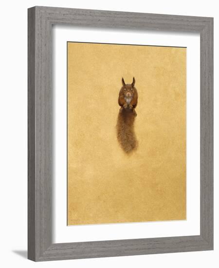 Leaping Red Squirrel-Tim Hayward-Framed Giclee Print