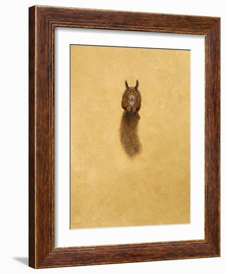 Leaping Red Squirrel-Tim Hayward-Framed Giclee Print