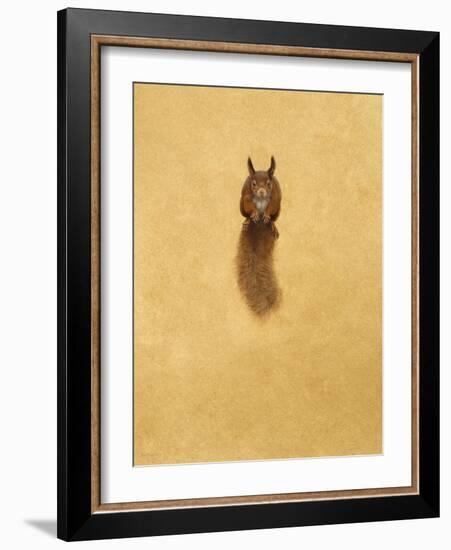 Leaping Red Squirrel-Tim Hayward-Framed Giclee Print