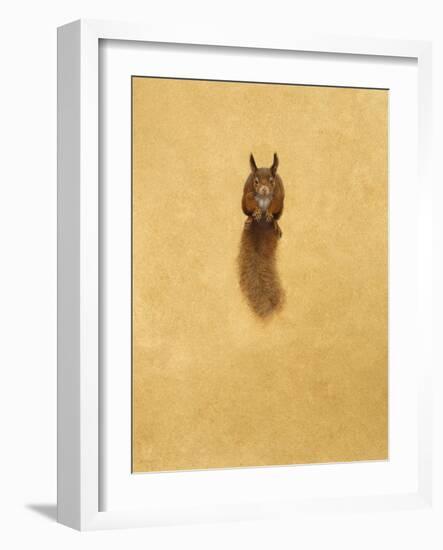 Leaping Red Squirrel-Tim Hayward-Framed Giclee Print