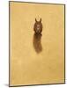 Leaping Red Squirrel-Tim Hayward-Mounted Giclee Print