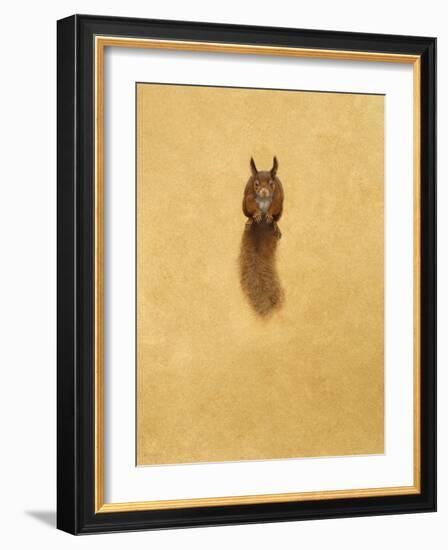 Leaping Red Squirrel-Tim Hayward-Framed Giclee Print