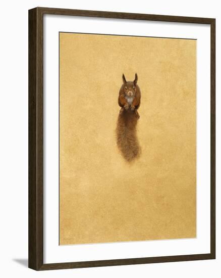 Leaping Red Squirrel-Tim Hayward-Framed Giclee Print