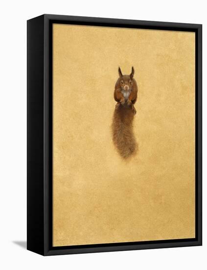 Leaping Red Squirrel-Tim Hayward-Framed Premier Image Canvas