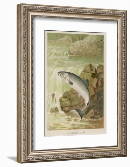 Leaping Salmon-P. J. Smit-Framed Photographic Print