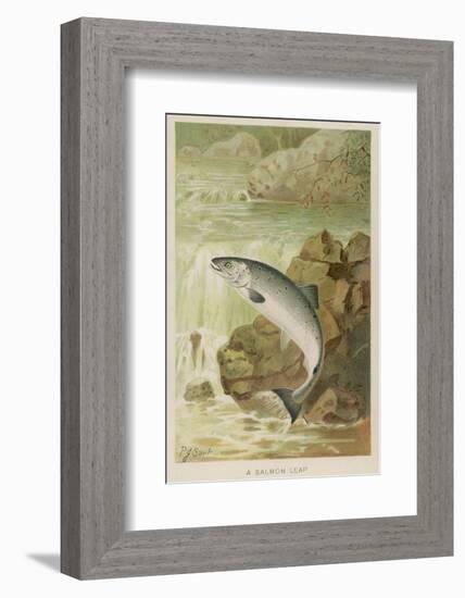 Leaping Salmon-P. J. Smit-Framed Photographic Print