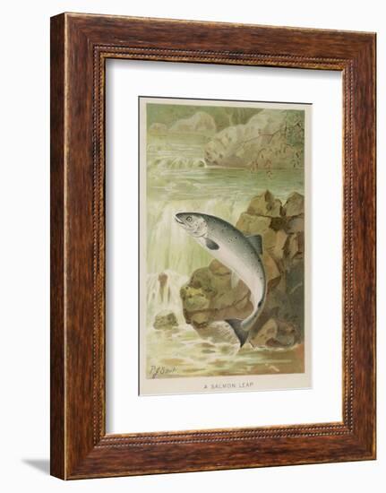 Leaping Salmon-P. J. Smit-Framed Photographic Print