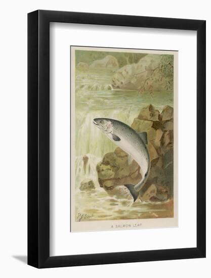 Leaping Salmon-P. J. Smit-Framed Photographic Print