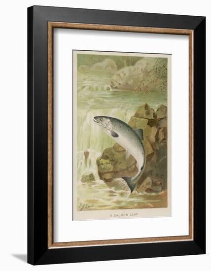 Leaping Salmon-P. J. Smit-Framed Photographic Print