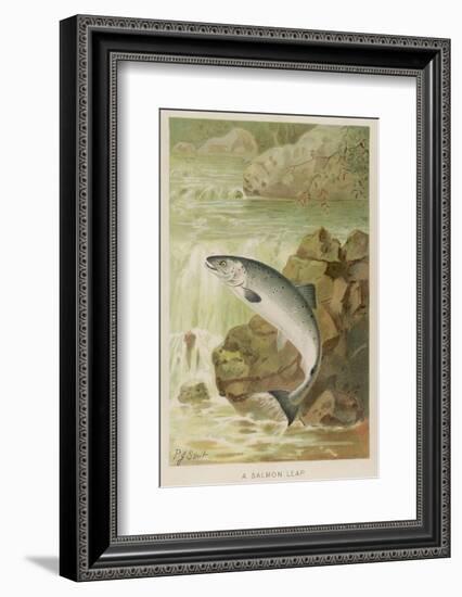 Leaping Salmon-P. J. Smit-Framed Photographic Print