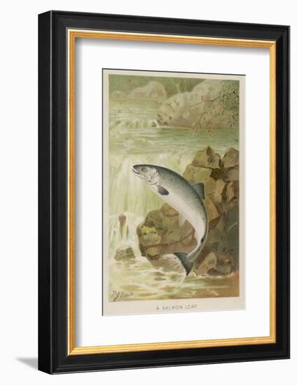 Leaping Salmon-P. J. Smit-Framed Photographic Print