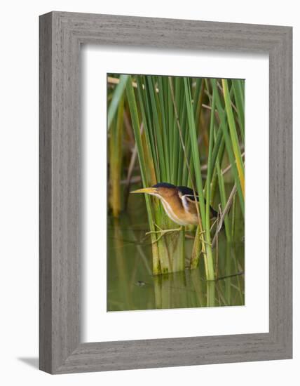 Least Bittern, Ixobrychus exilis, hunting-Larry Ditto-Framed Photographic Print