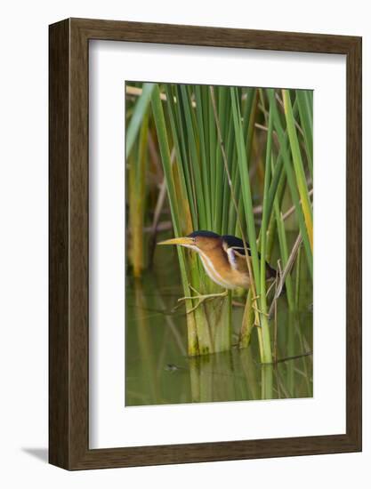 Least Bittern, Ixobrychus exilis, hunting-Larry Ditto-Framed Photographic Print