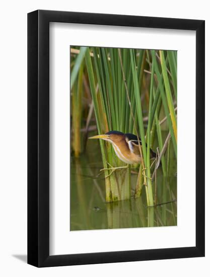 Least Bittern, Ixobrychus exilis, hunting-Larry Ditto-Framed Photographic Print