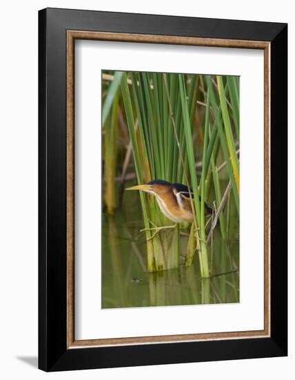 Least Bittern, Ixobrychus exilis, hunting-Larry Ditto-Framed Photographic Print