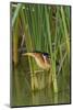 Least Bittern, Ixobrychus exilis, hunting-Larry Ditto-Mounted Photographic Print