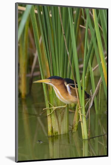 Least Bittern, Ixobrychus exilis, hunting-Larry Ditto-Mounted Photographic Print