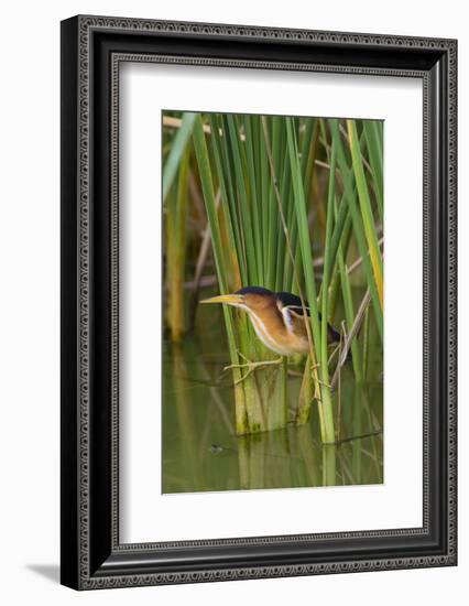 Least Bittern, Ixobrychus exilis, hunting-Larry Ditto-Framed Photographic Print