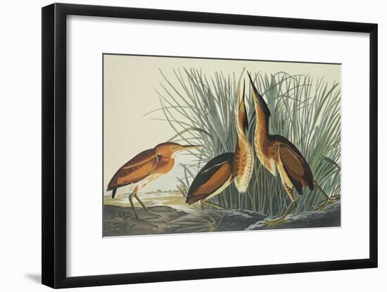 Least Bittern-John James Audubon-Framed Art Print