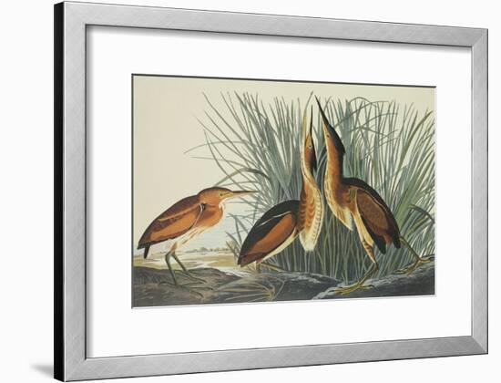 Least Bittern-John James Audubon-Framed Art Print